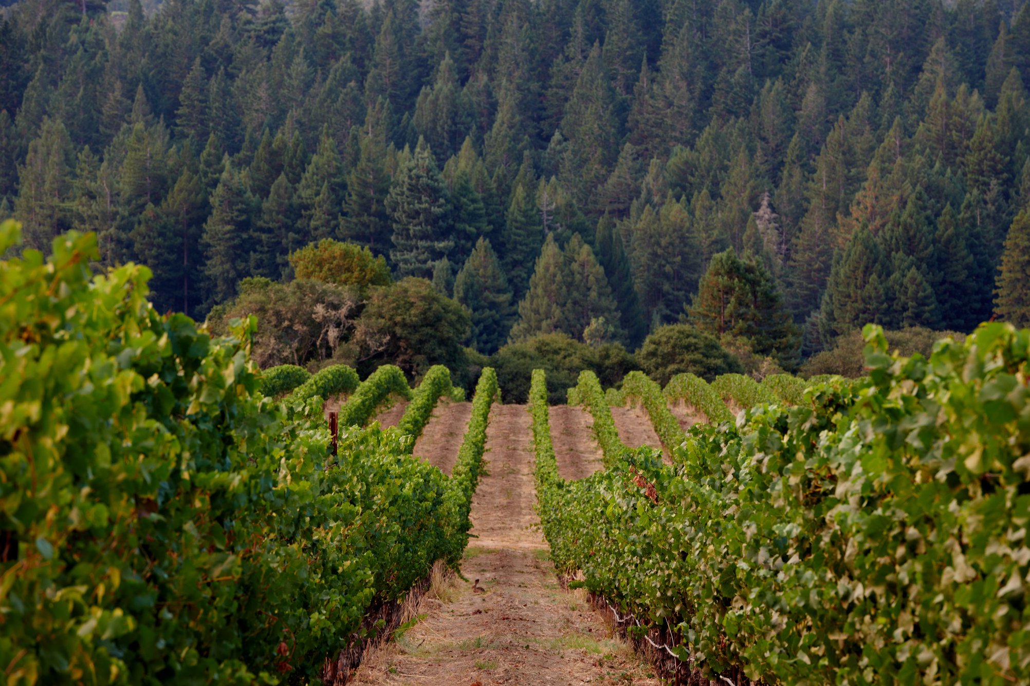 Long meadow shop ranch winery