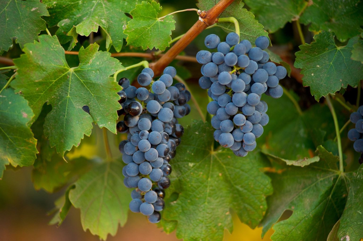 Cabernet Sauvignon-Shiraz for Passover - Living The Gourmet