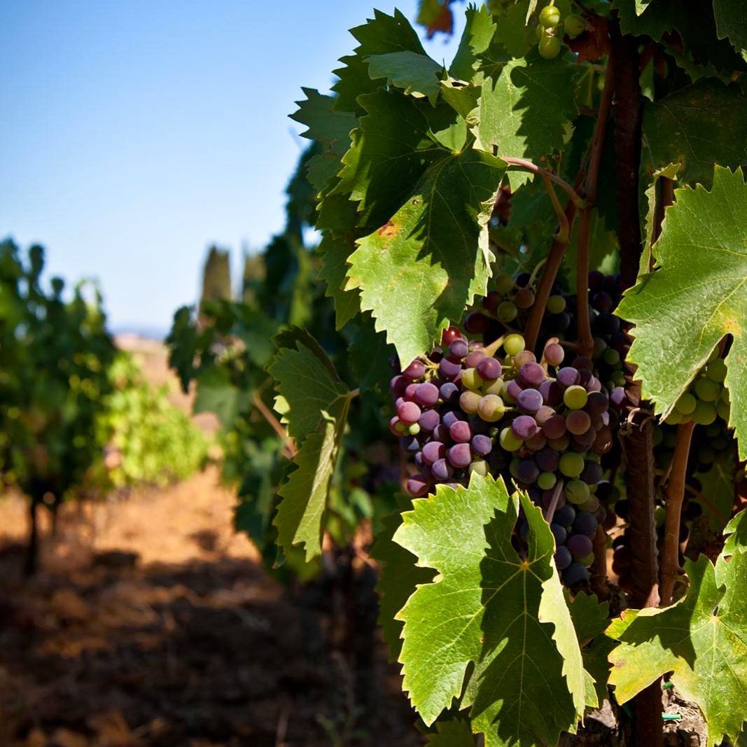 Tuscan Wines for Autumn