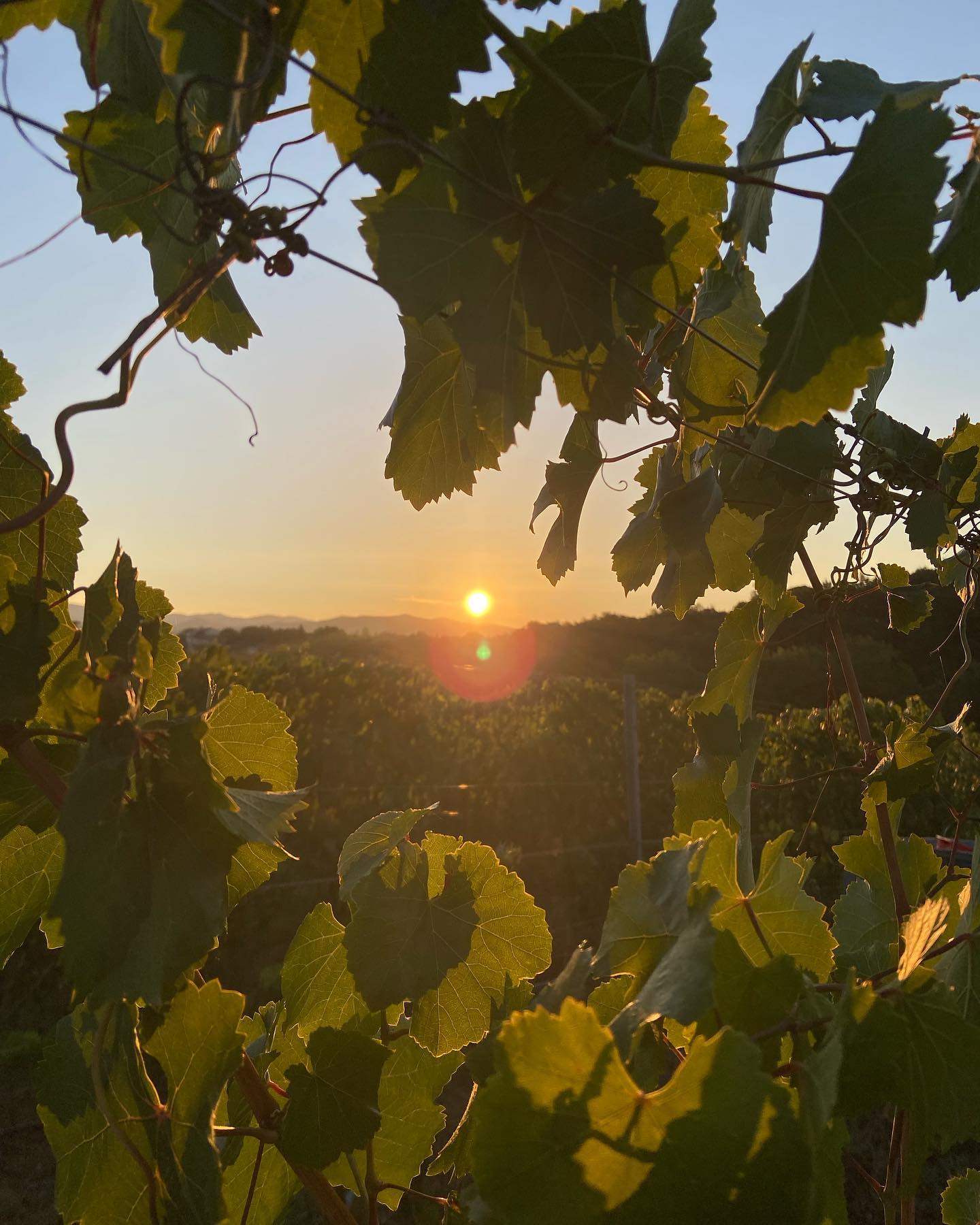 Tuscan Wines for Autumn