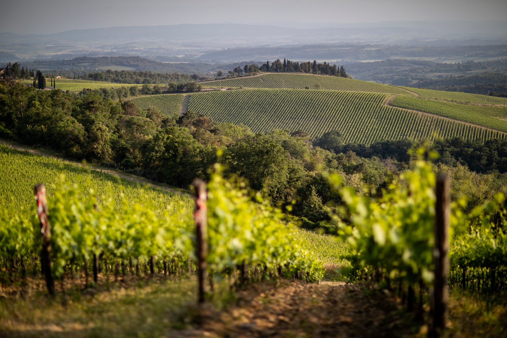 Wine Profile: Vigorello