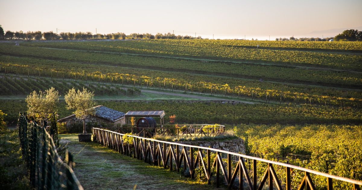 Chianti Classico Gran Selezione La Pieve