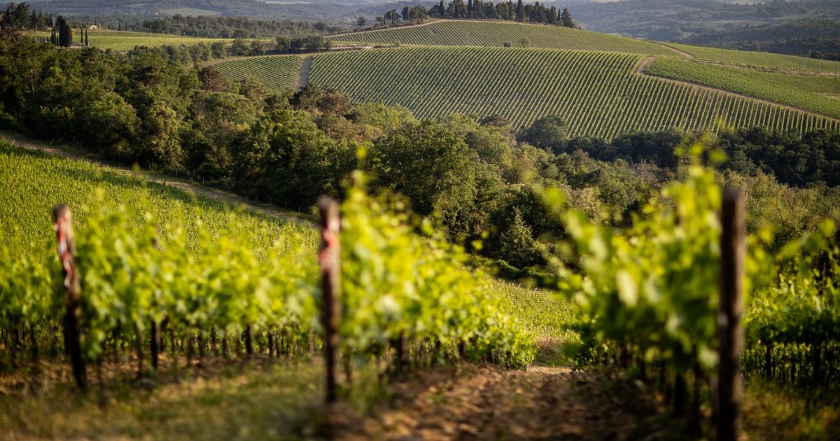 Chianti Classico Gran Selezione La Pieve