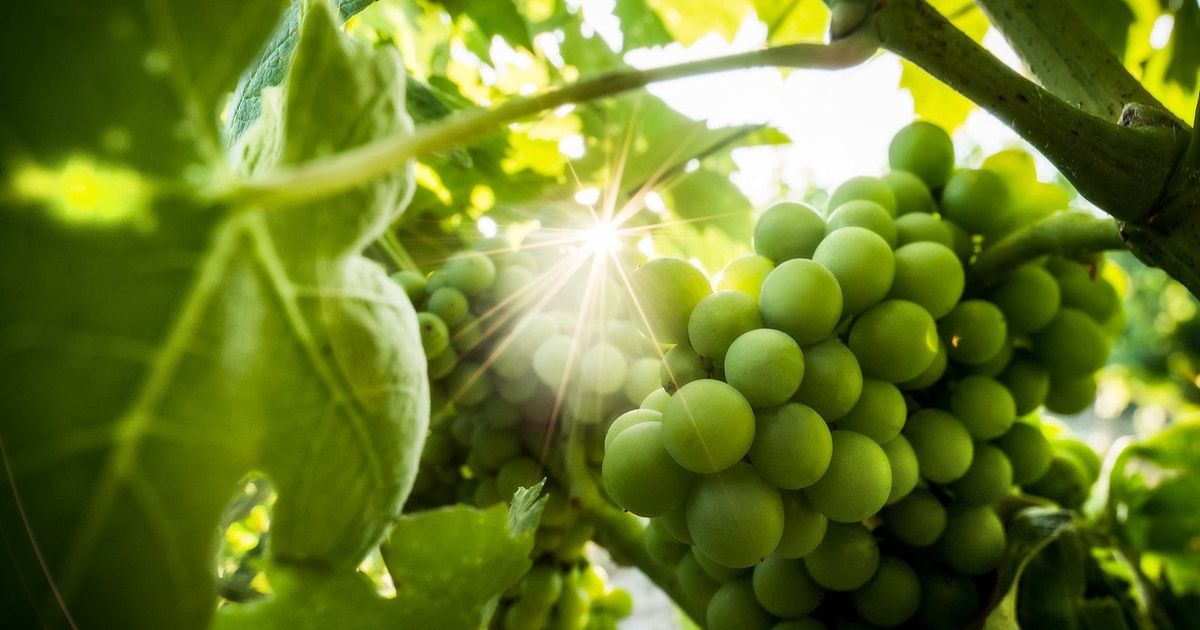 Avane 2022 Chardonnay Toscana
