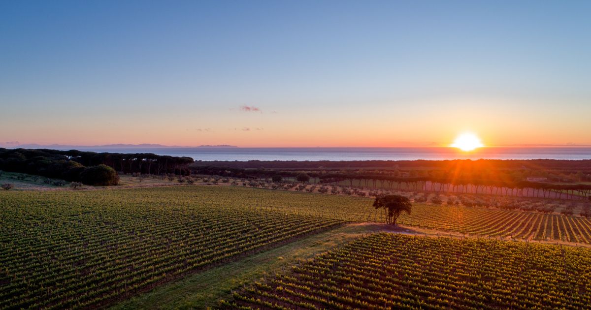 Avane 2022 Chardonnay Toscana
