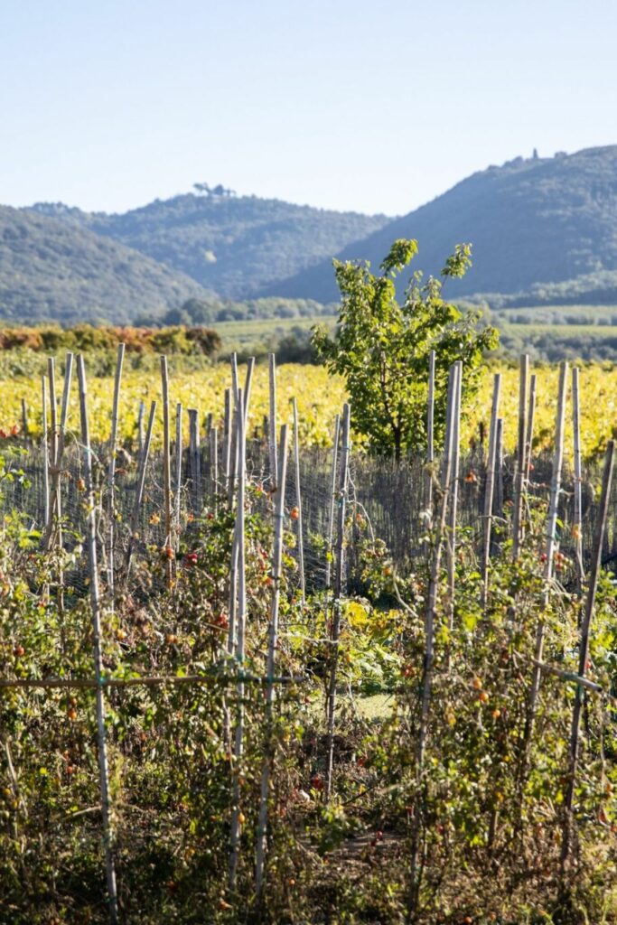 Bell’Aja Bolgheri Superior 2022 Review: Exploring San Felice