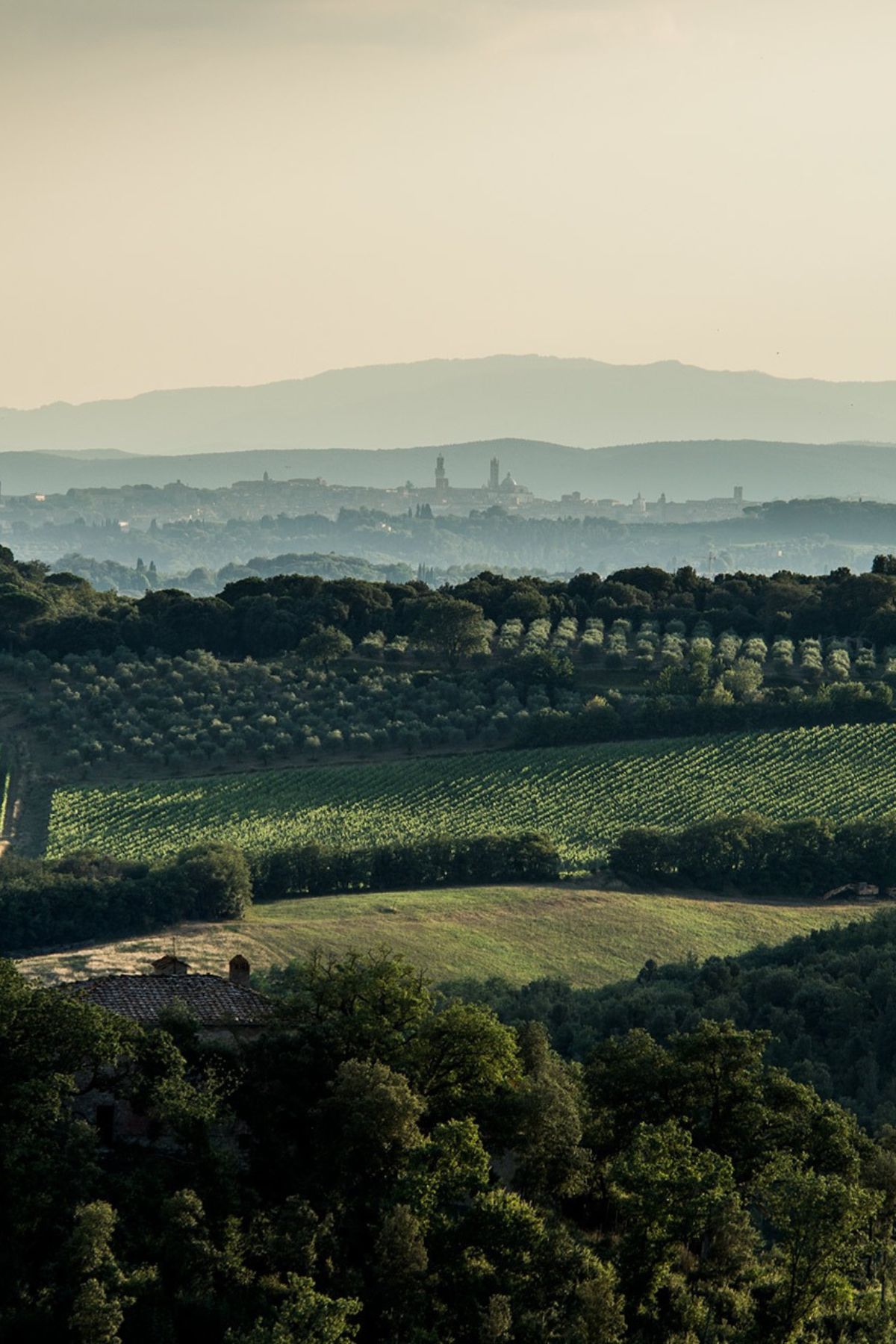 Bell’Aja Bolgheri Superior 2022 Review: Exploring San Felice
