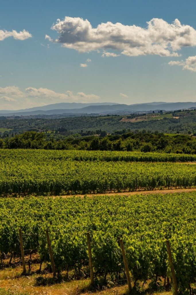 Bell’Aja Bolgheri Superior 2022 Review: Exploring San Felice