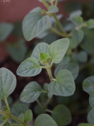 Best Way to Store Fresh Herbs So They Last Longer