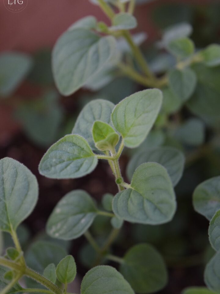 Best Way to Store Fresh Herbs So They Last Longer