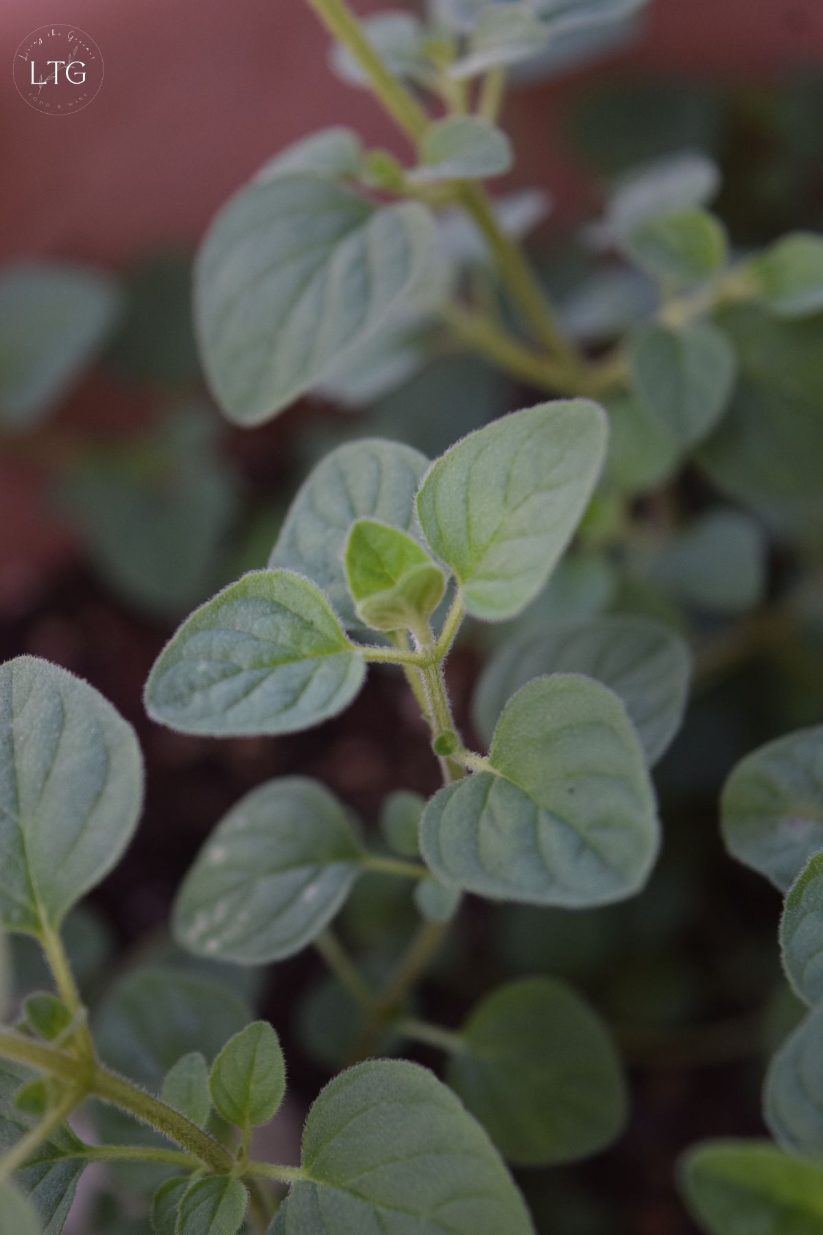 Best Way to Store Fresh Herbs So They Last Longer