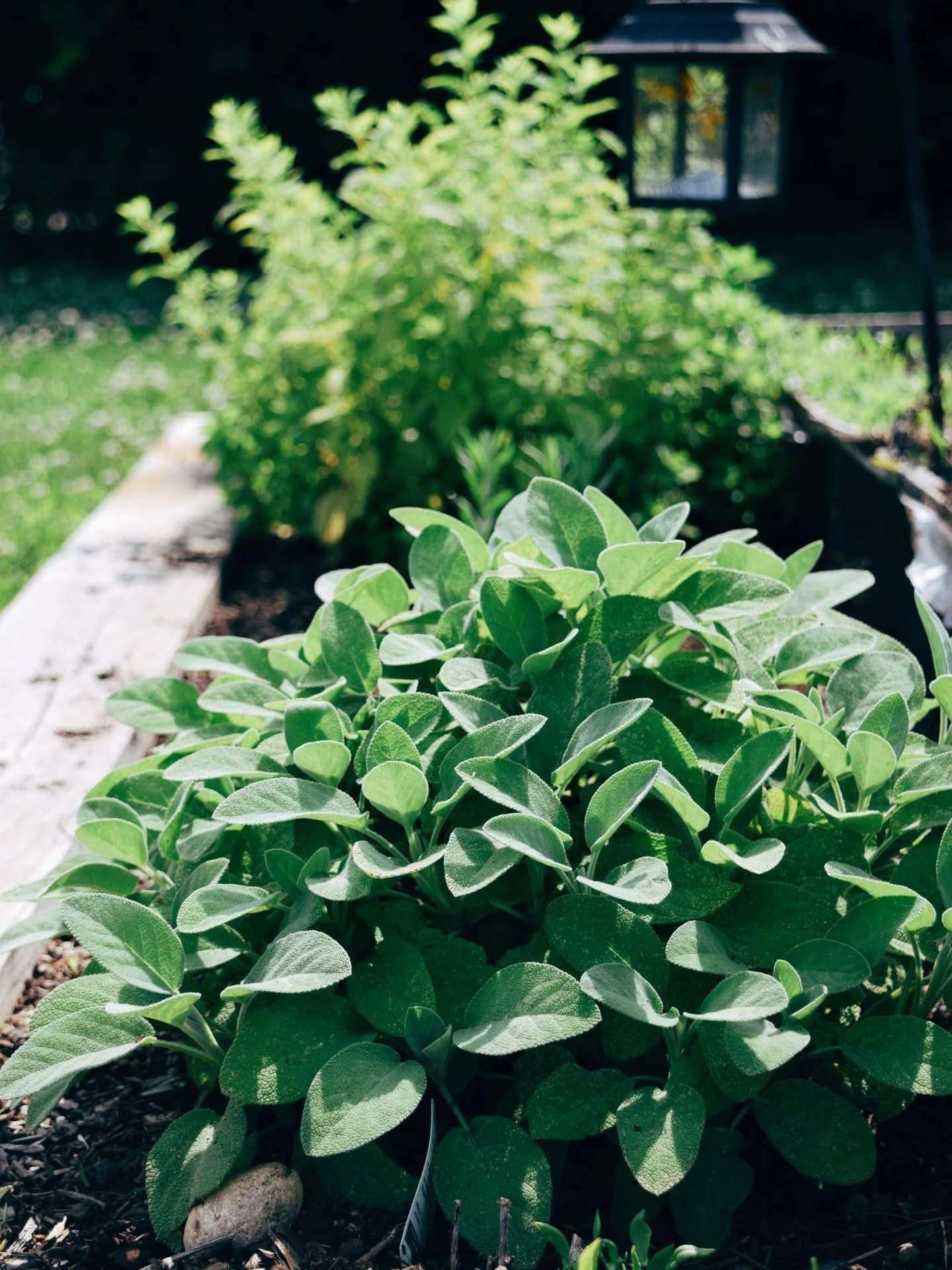 Best Way to Store Fresh Herbs So They Last Longer