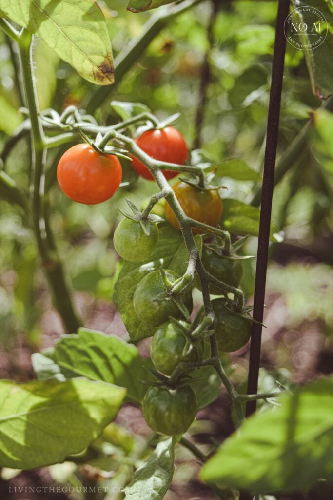 Tomatoes on the vine