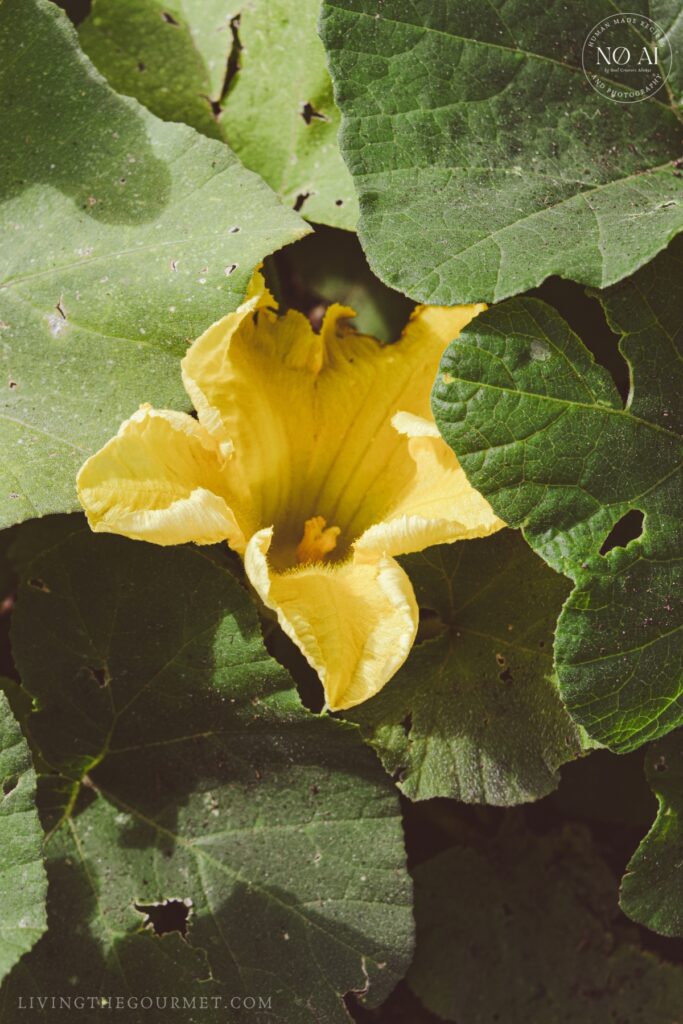 Summer Squash